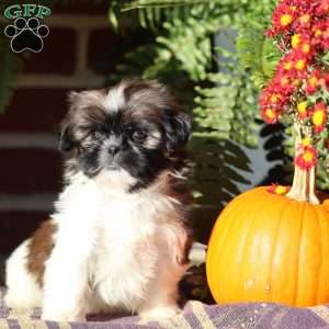 Duchess, Shih Tzu Puppy